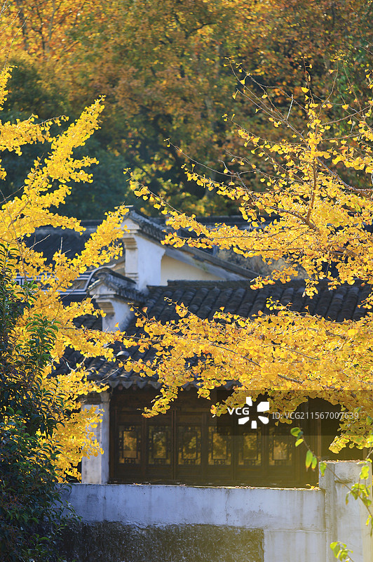 惠山古镇秋色图片素材