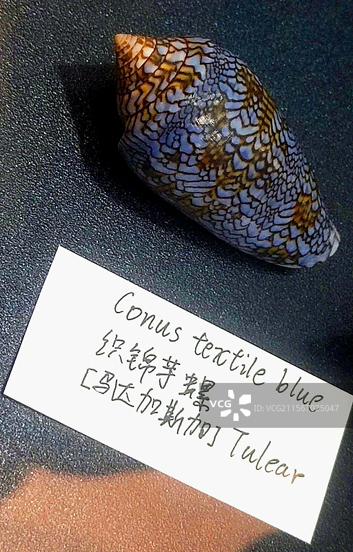 广州国际贝壳展、海洋生物、标本、织锦芋螺图片素材