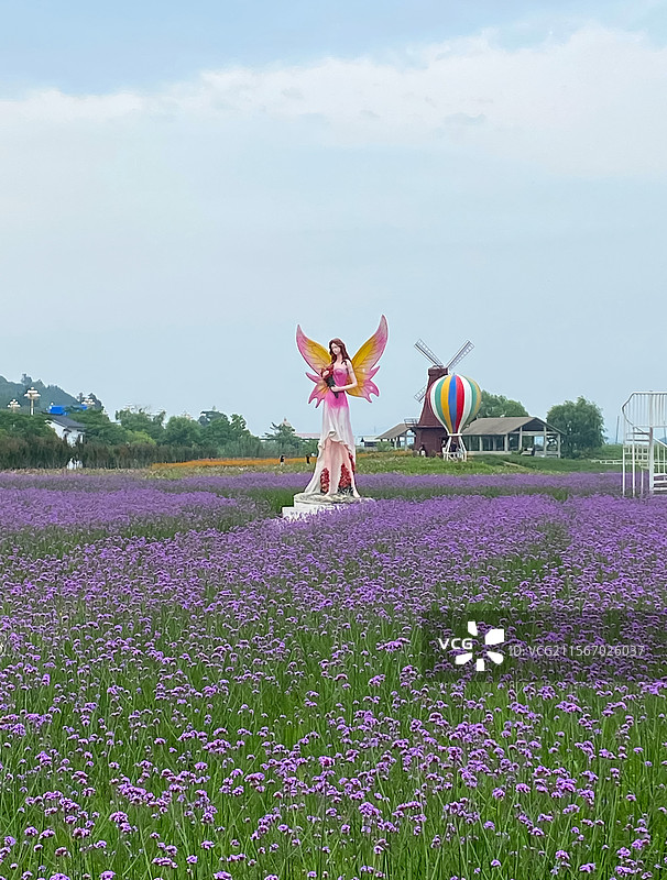 苏州西山太湖花海图片素材