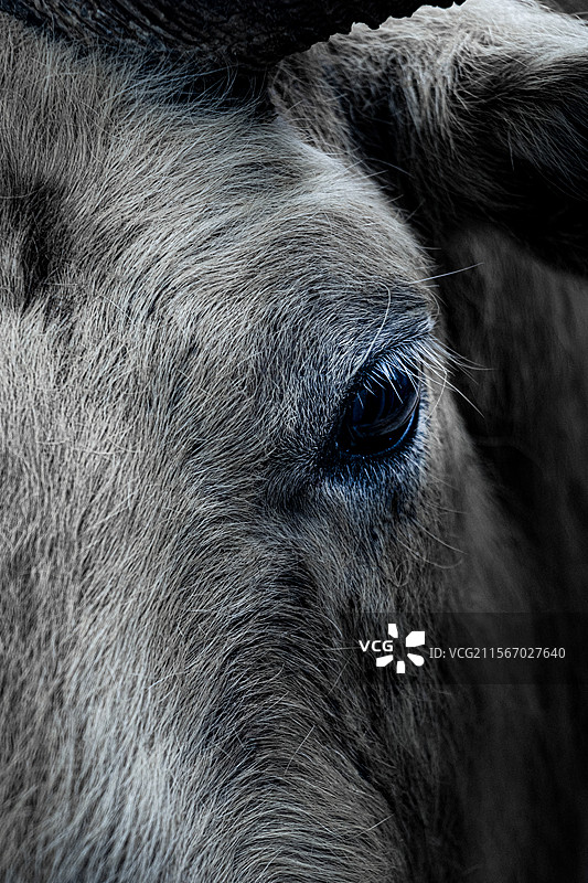 秦岭四宝之羚牛秦岭羚牛是国家一级保护动物，体态雄壮，金棕色毛发，栖息高山密林，属于濒危物种。图片素材