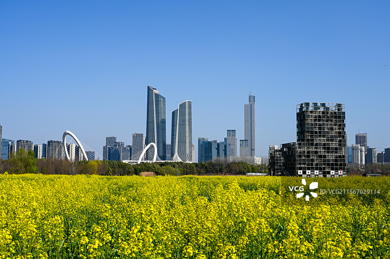 南京市江心洲江岛都市田野油菜花田与城市天际线图片素材