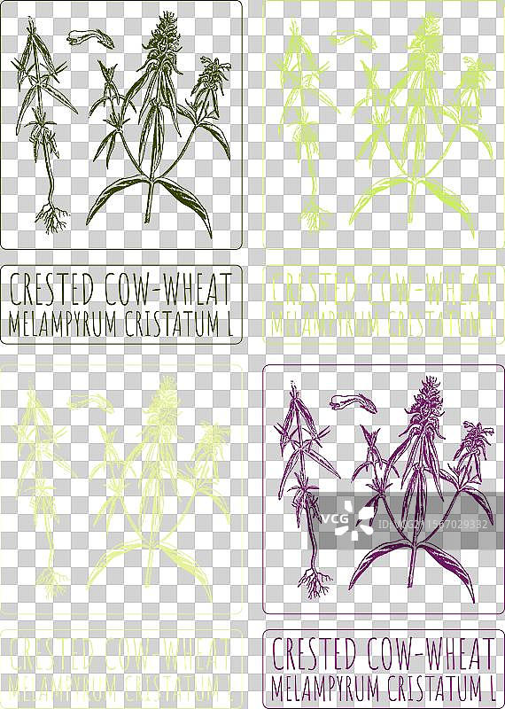 各种不同的画作，描绘了冠状牛麦。图片素材