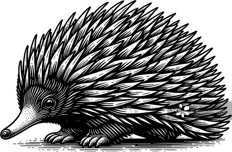 刺猬的详细特征图片素材