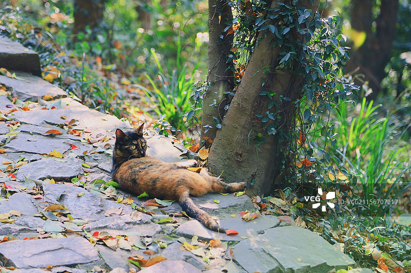 锡山龙光寺图片素材