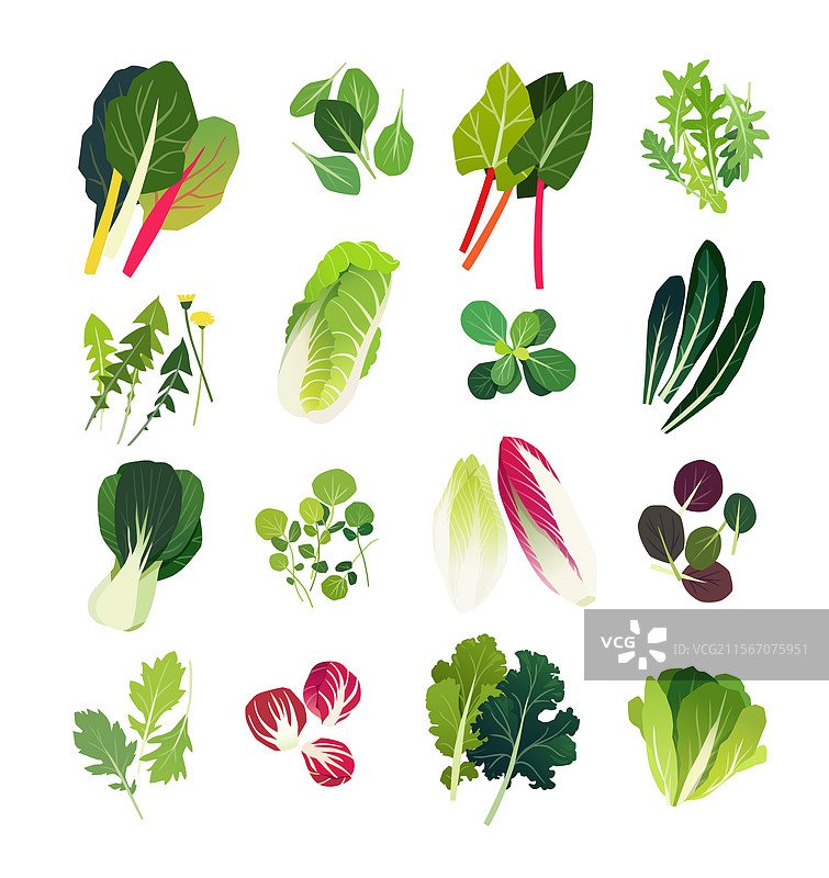 常见的绿叶蔬菜图片素材