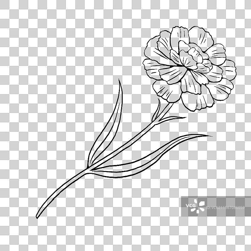 康乃馨线稿图片素材