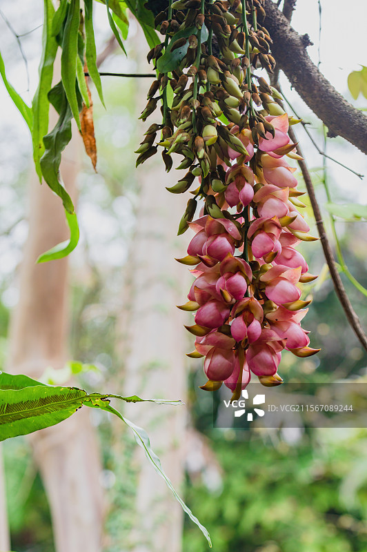 华南植物园的禾雀花图片素材