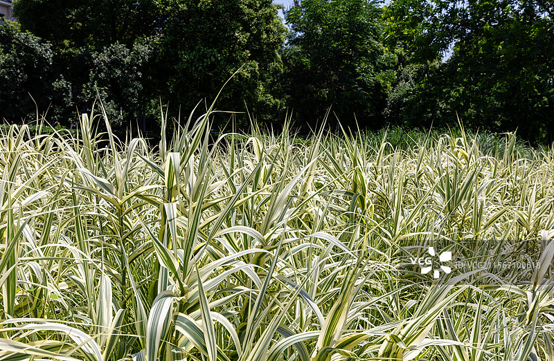 夏天阳光下的花叶芦竹图片素材