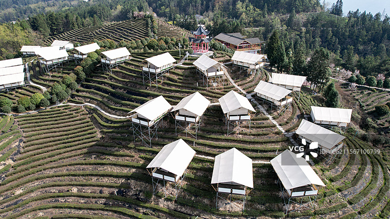 茶园露营旅游旅行图片素材