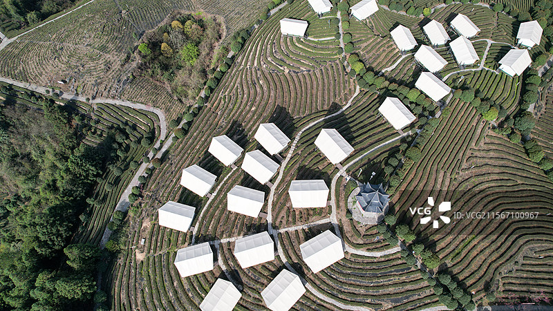 茶园露营旅游旅行图片素材