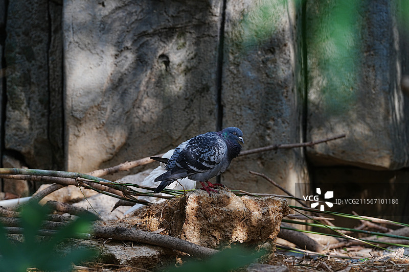 龙之梦动物世界图片素材