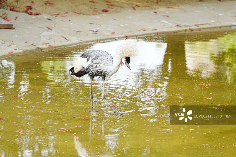 龙之梦动物世界图片素材