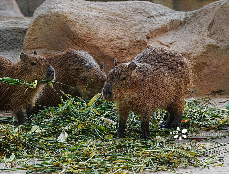 龙之梦动物世界图片素材