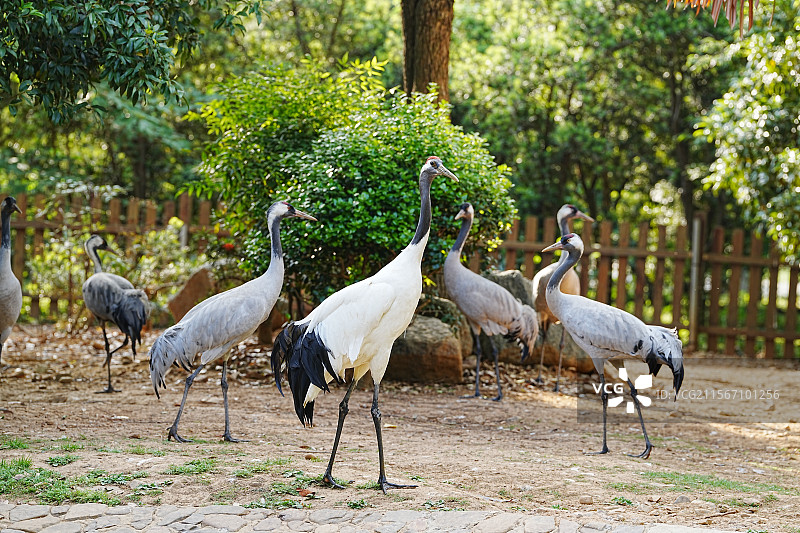 龙之梦动物世界图片素材