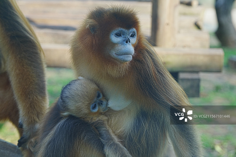 龙之梦动物世界图片素材