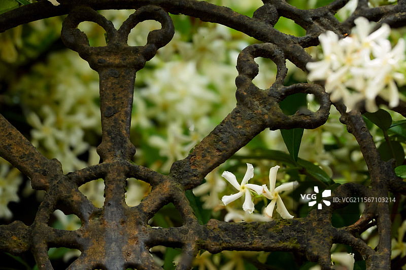 锈蚀铁艺栏杆前，几朵风车茉莉从缝隙中探出，静静盛放于绿意与岁月的交界图片素材