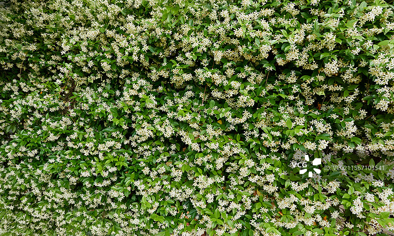 大片风车茉莉攀满墙面，绿叶与白花交织，清香四溢、生机盎然图片素材