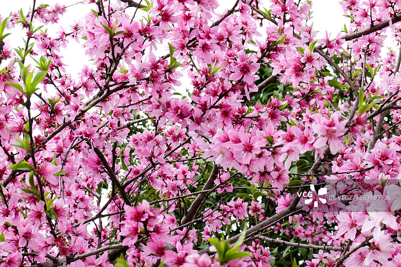 桃花花朵花瓣图片素材