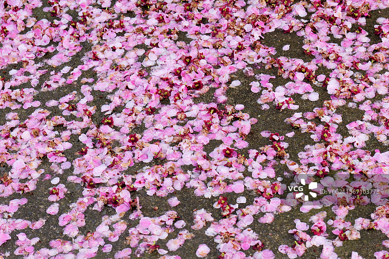 桃花花朵花瓣落在地上图片素材
