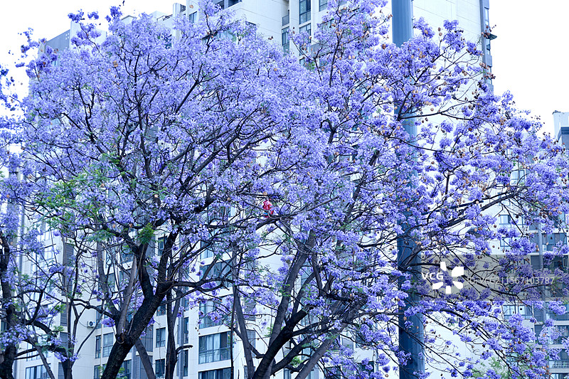 西昌蓝花楹图片素材