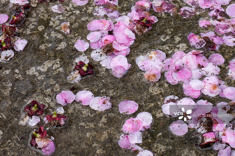 桃花花朵花瓣落在地上图片素材