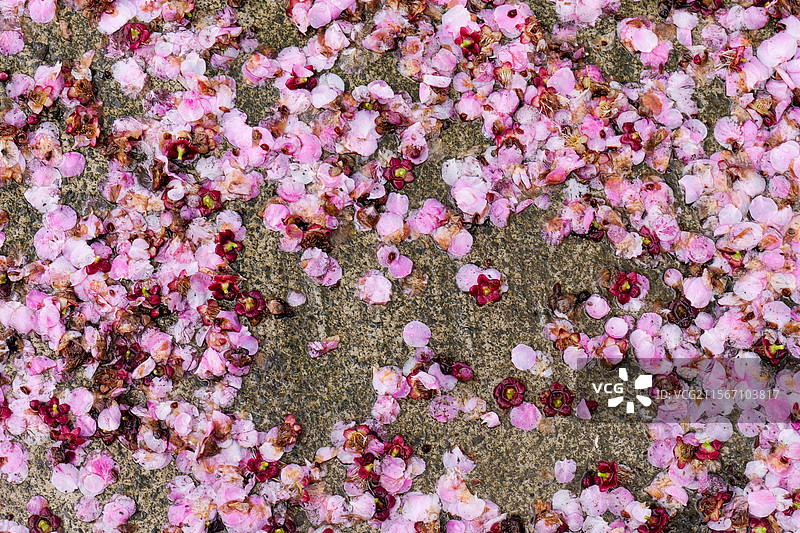 桃花花朵花瓣落在地上图片素材