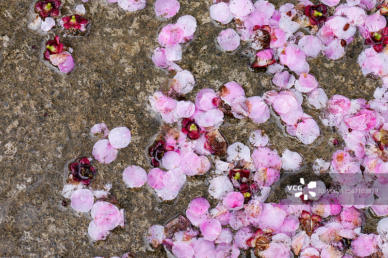 桃花花朵花瓣落在地上图片素材