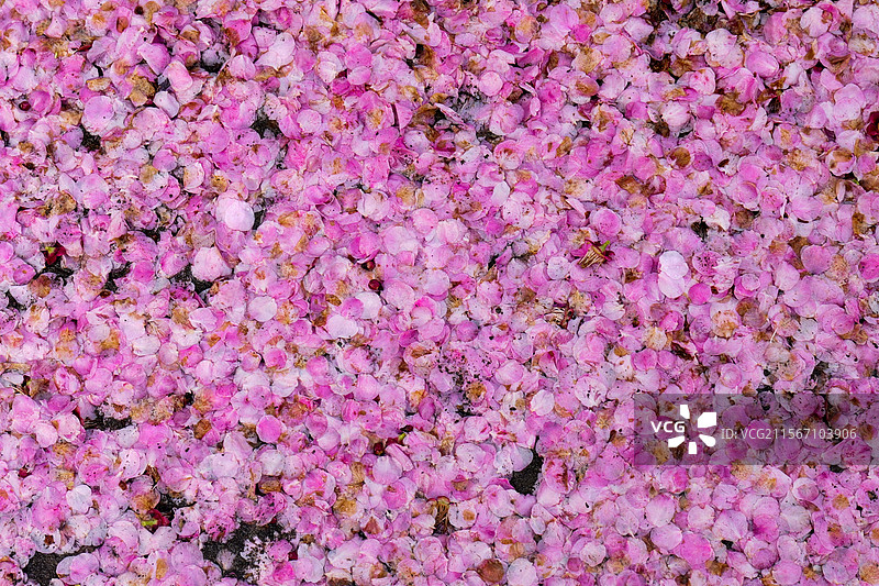 桃花花朵花瓣落在地上图片素材