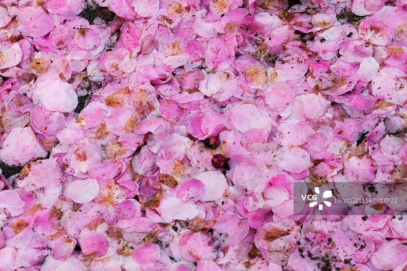 桃花花朵花瓣落在地上图片素材
