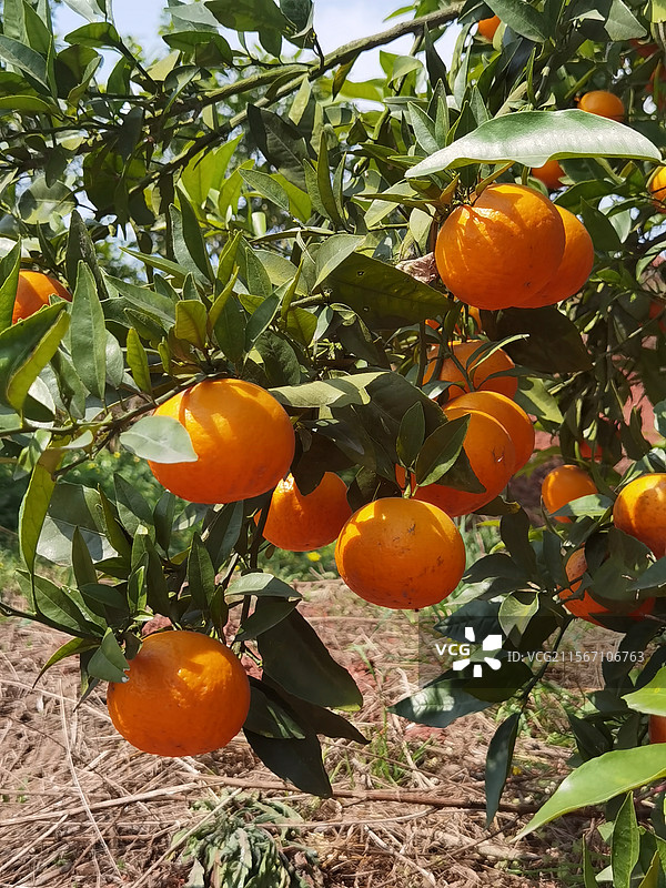 成熟的沃柑图片素材