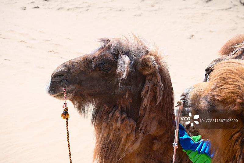 骆驼图片素材