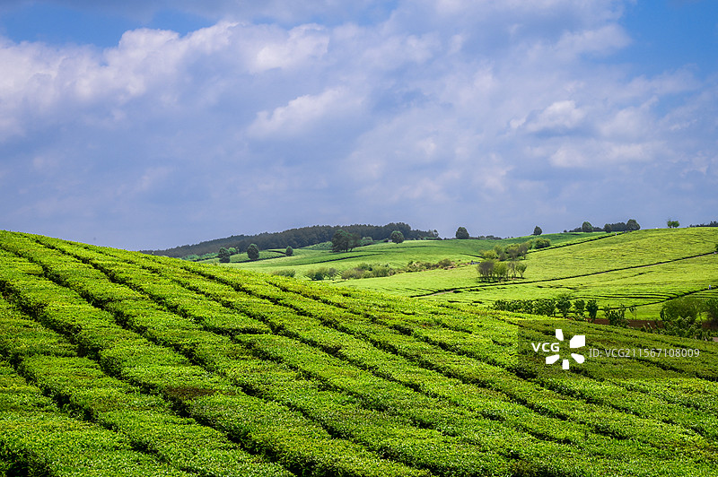 贵州羊艾茶场景色。茶场，茶田大面积无人图片素材