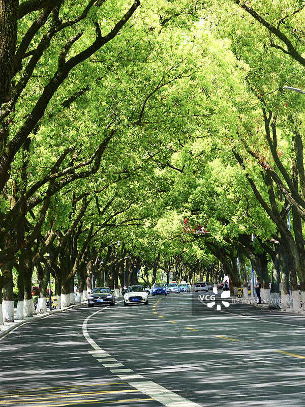 宁波香樟大道图片素材