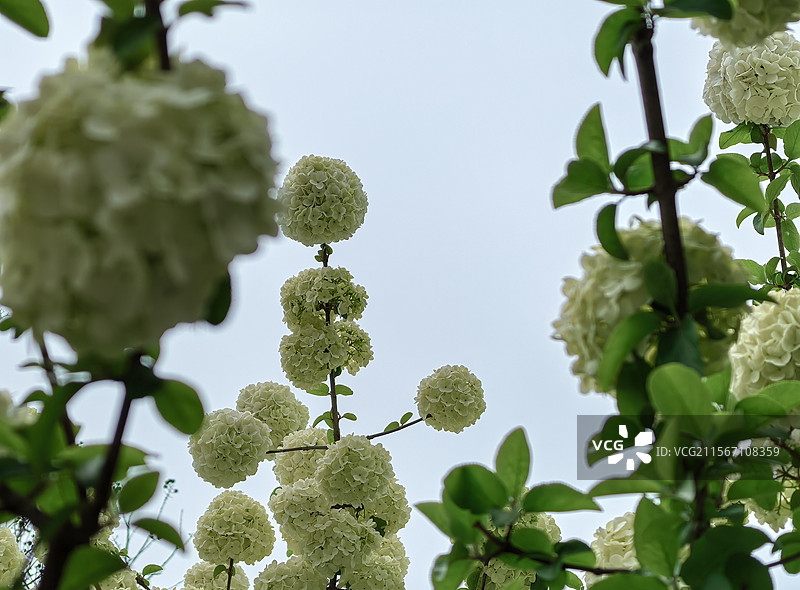 琼花素影映晴空图片素材