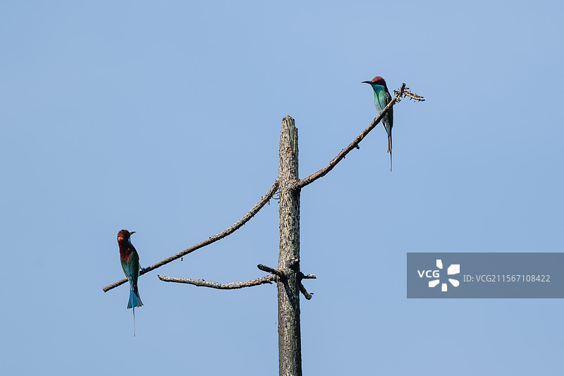 丛化吕田的蓝喉蜂虎，好彩啊！图片素材