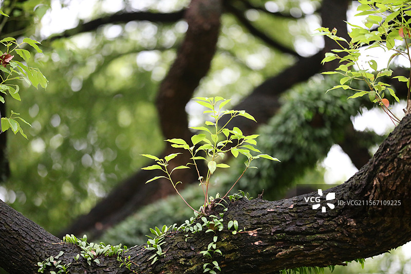 2025年5月7日，雨后，广州少年儿童图书馆，古树干枝苍劲满树嫩绿，负离子倾泻而下，惬意极了。图片素材