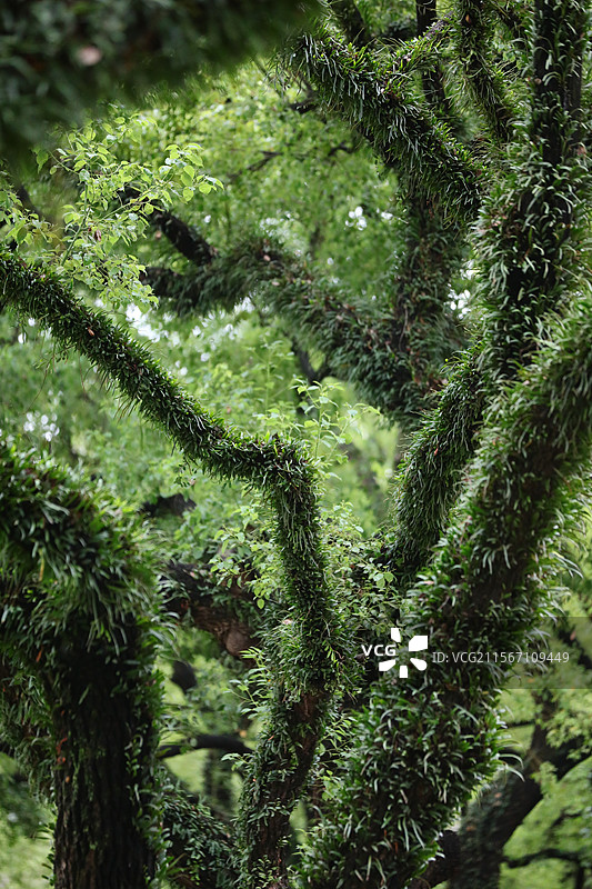 2025年5月7日，雨后，广州少年儿童图书馆，古树干枝苍劲满树嫩绿，负离子倾泻而下，惬意极了。图片素材