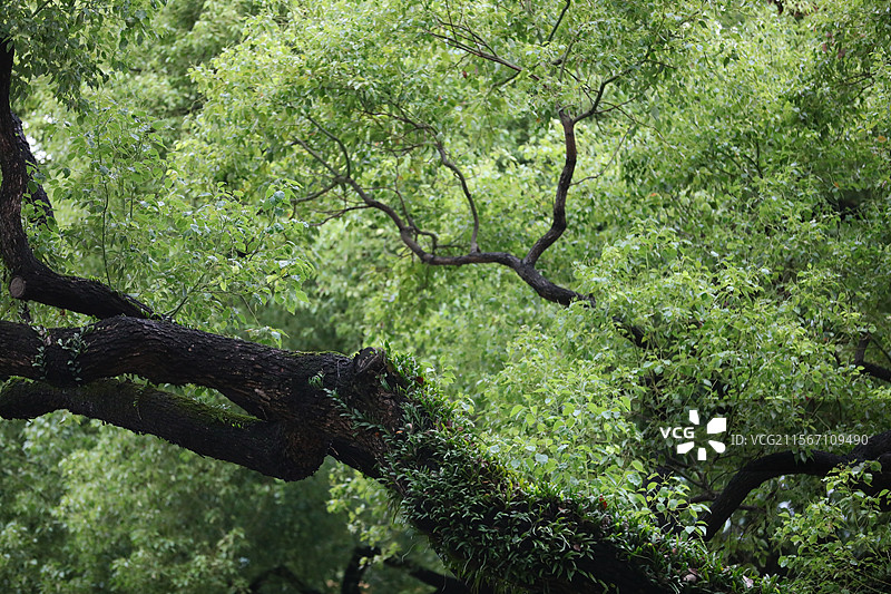 2025年5月7日，雨后，广州少年儿童图书馆，古树干枝苍劲满树嫩绿，负离子倾泻而下，惬意极了。图片素材