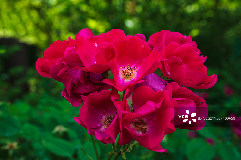 路边娇艳的单瓣月季花25.05图片素材