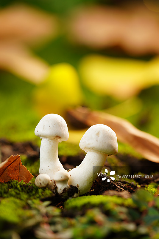 雨后草地上生长的野蘑菇图片素材