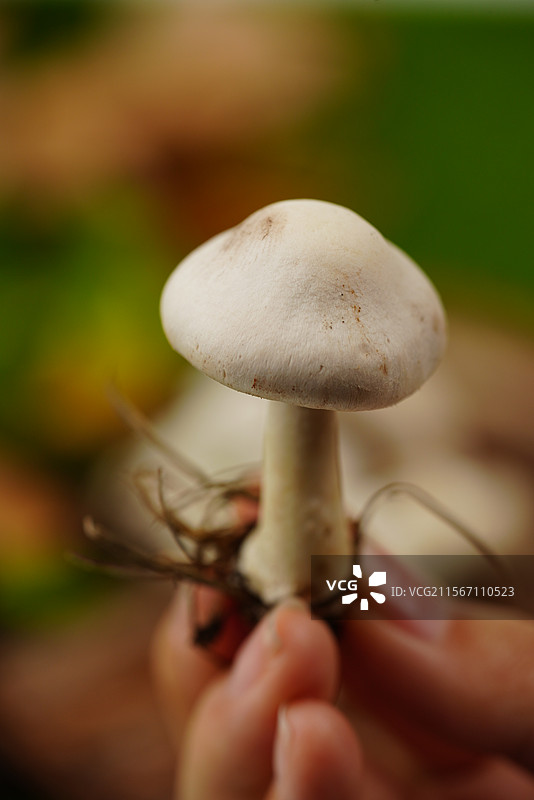 雨后草地上生长的野蘑菇图片素材