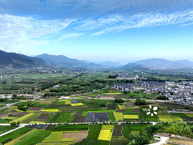 茶园春色 松阳大木山茶园图片素材