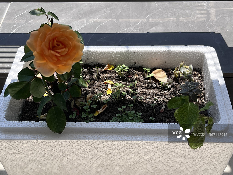 泡沫箱里的绿色植物图片素材