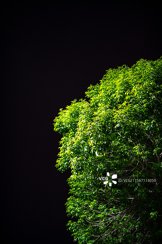 夜晚青绿图片素材