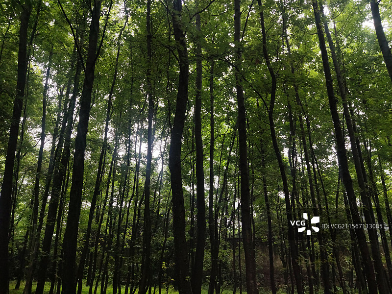 茂密的丛林图片素材
