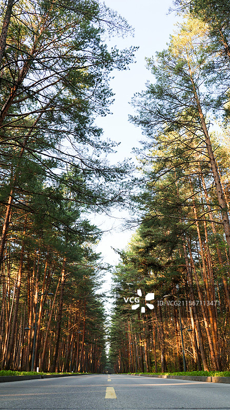 长白山美人松林图片素材