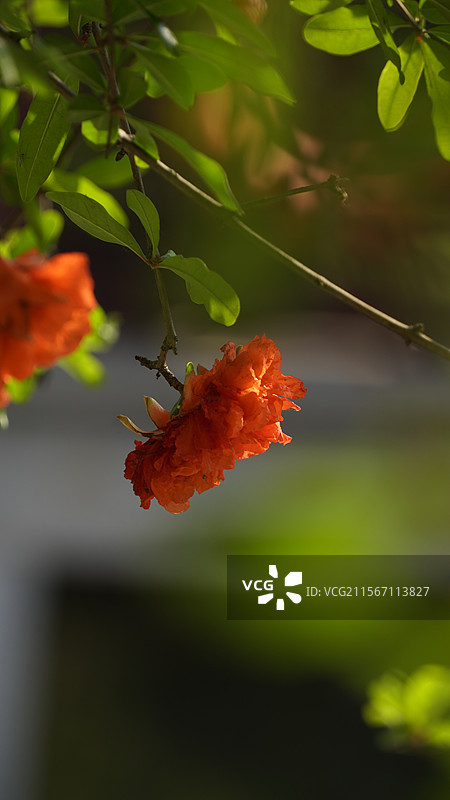 石榴花图片素材