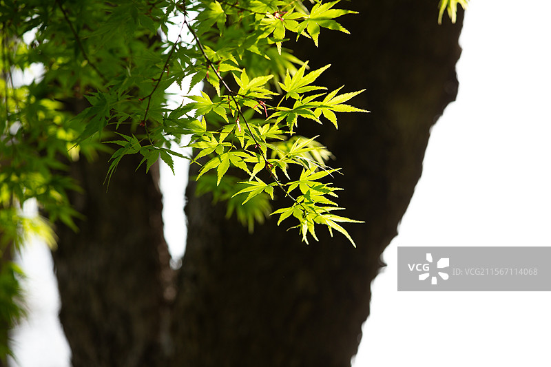 春天公园的早晨丁香花和枫树枝叶被温暖的阳光照亮一派春意盎然的景象植物花卉自然郑州市绿博园图片素材