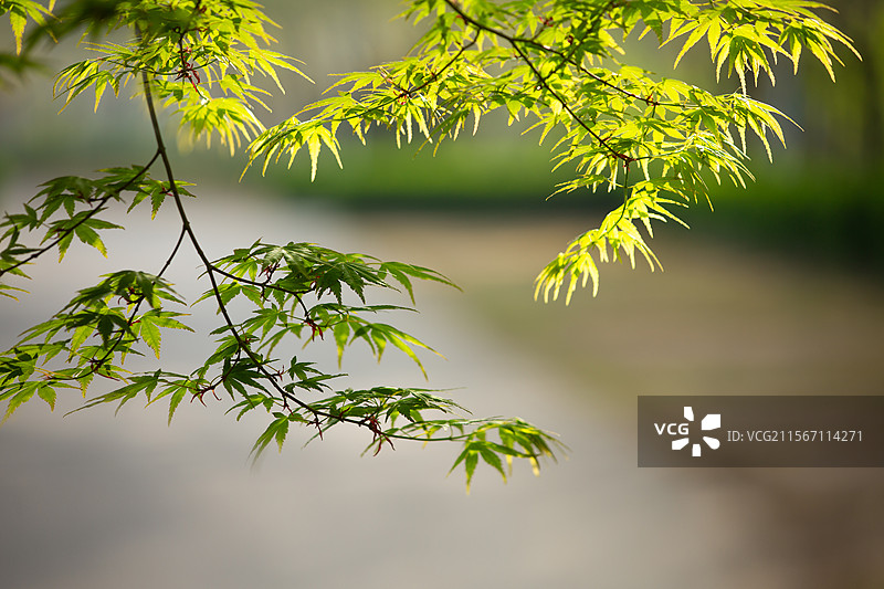 春天公园的早晨丁香花和枫树枝叶被温暖的阳光照亮一派春意盎然的景象植物花卉自然郑州市绿博园图片素材