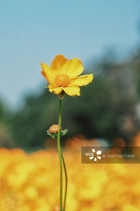 故事的小黄花图片素材